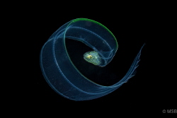 Juvenile blue ribbon eel. by Mehmet Salih Bilal 